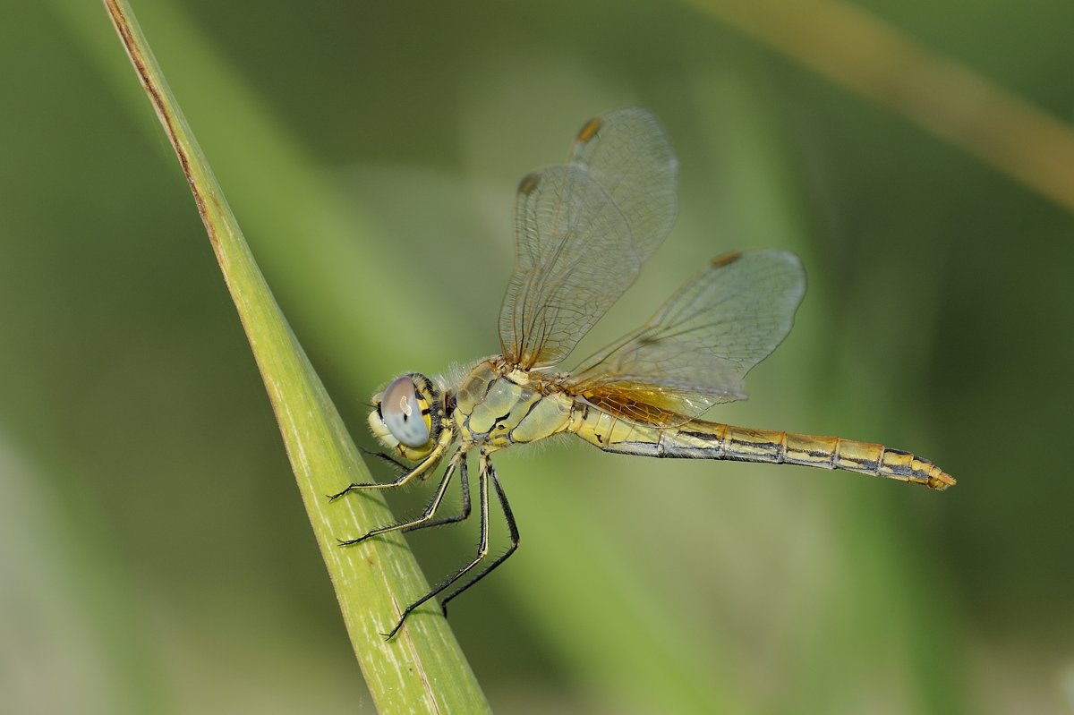 Sympetrum Fonscolombei femmina?